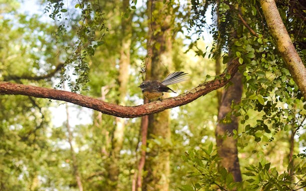 New Zealand fantail perched on a tree branch in a lush forest.