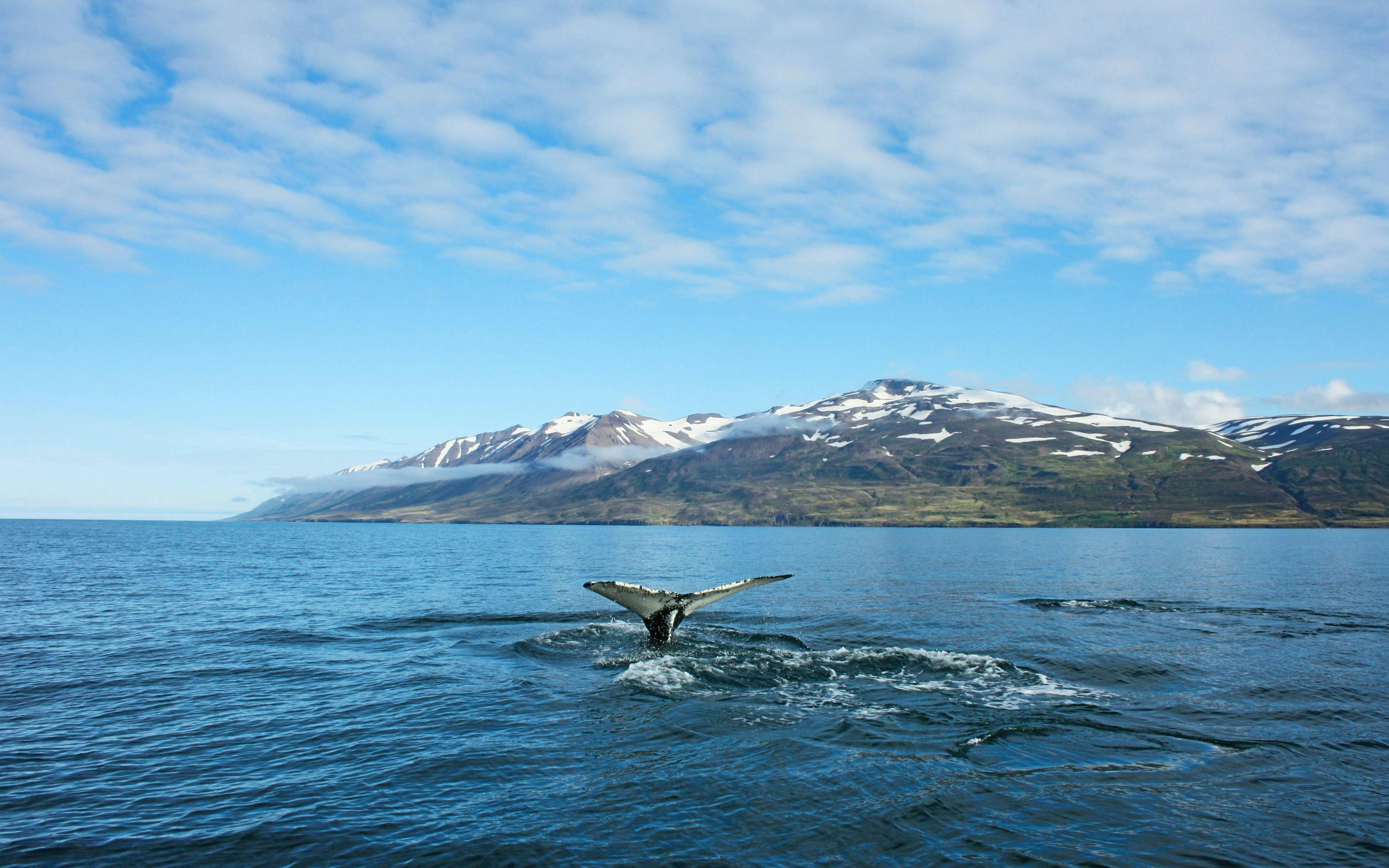 Humpback whale fluke in Eyjafjörður, Iceland with snowy mountains in the background.