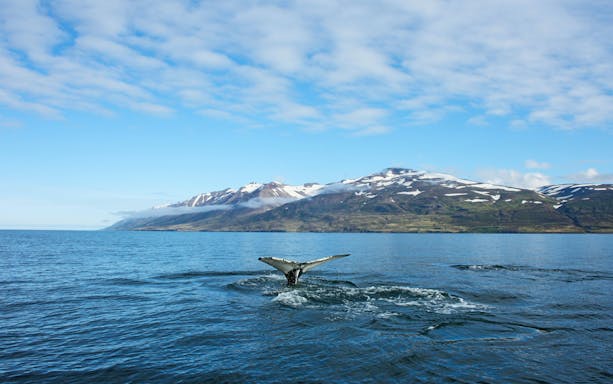 Humpback whale fluke in Eyjafjörður, Iceland with snowy mountains in the background.