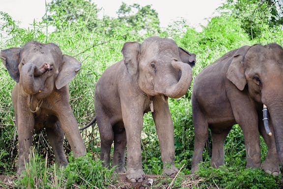 6-hour tour of elephants care camp at chiang mai-6