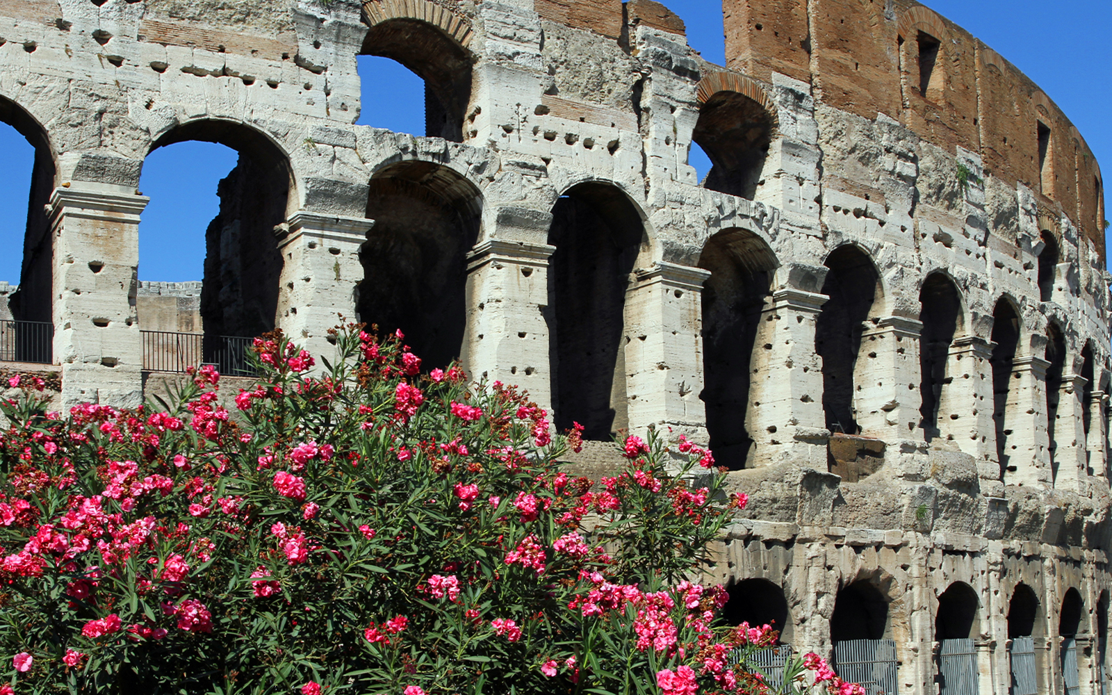 Colosseum arches with pink flowers in Rome, near the Colossus of Nero site.