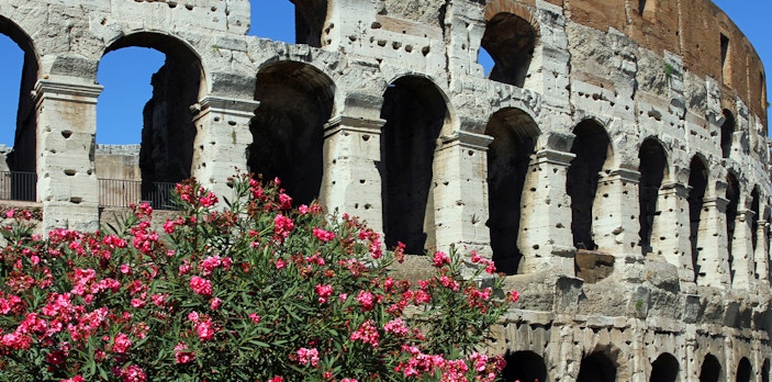 Colosseum arches with pink flowers in Rome, near the Colossus of Nero site.
