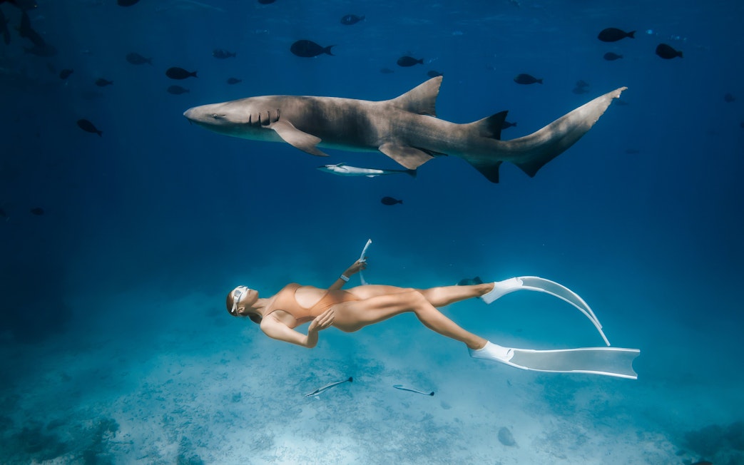 Snorkeler with fins swimming near shark in clear tropical ocean.