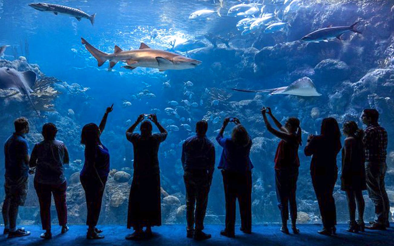 Visitors viewing marine life at The Florida Aquarium in Tampa.