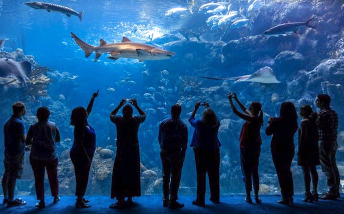 Visitors viewing marine life at The Florida Aquarium in Tampa.