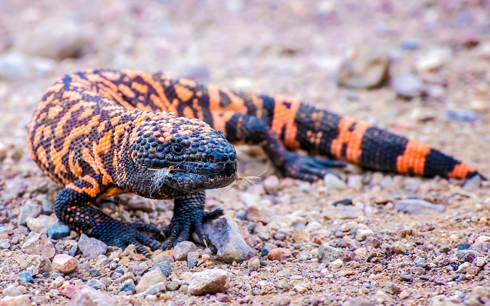 Gila monster