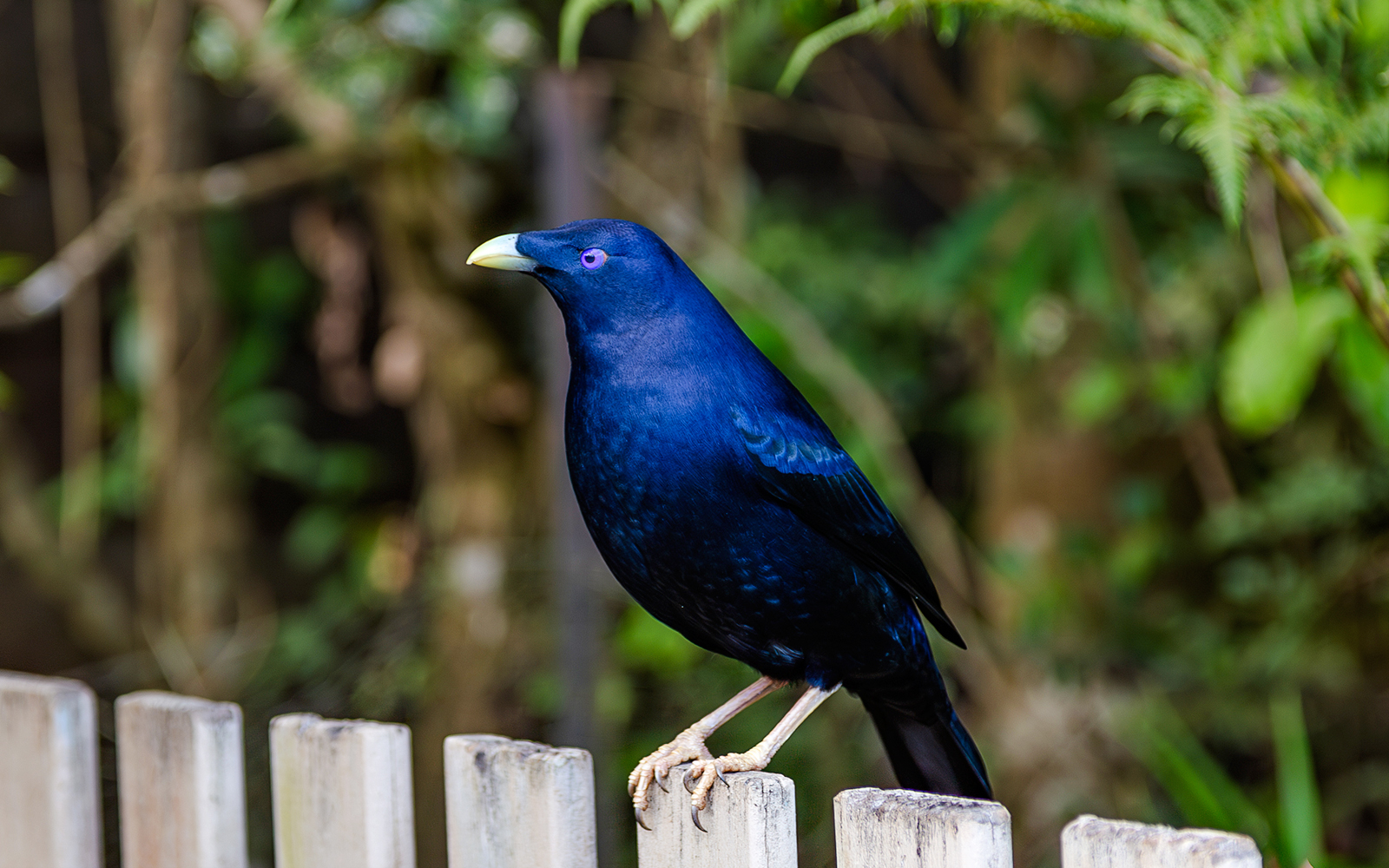 Satin bowerbird perched on a fence at the National Gallery of Victoria.