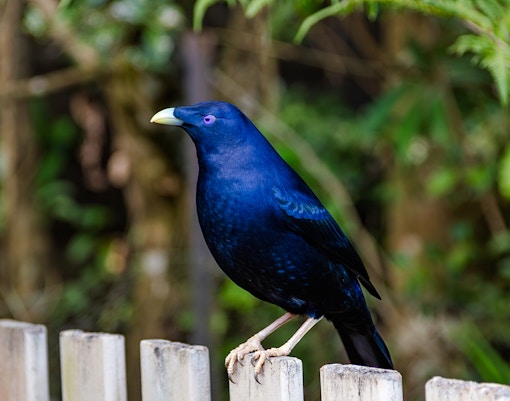 Satin bowerbird perched on a fence at the National Gallery of Victoria.