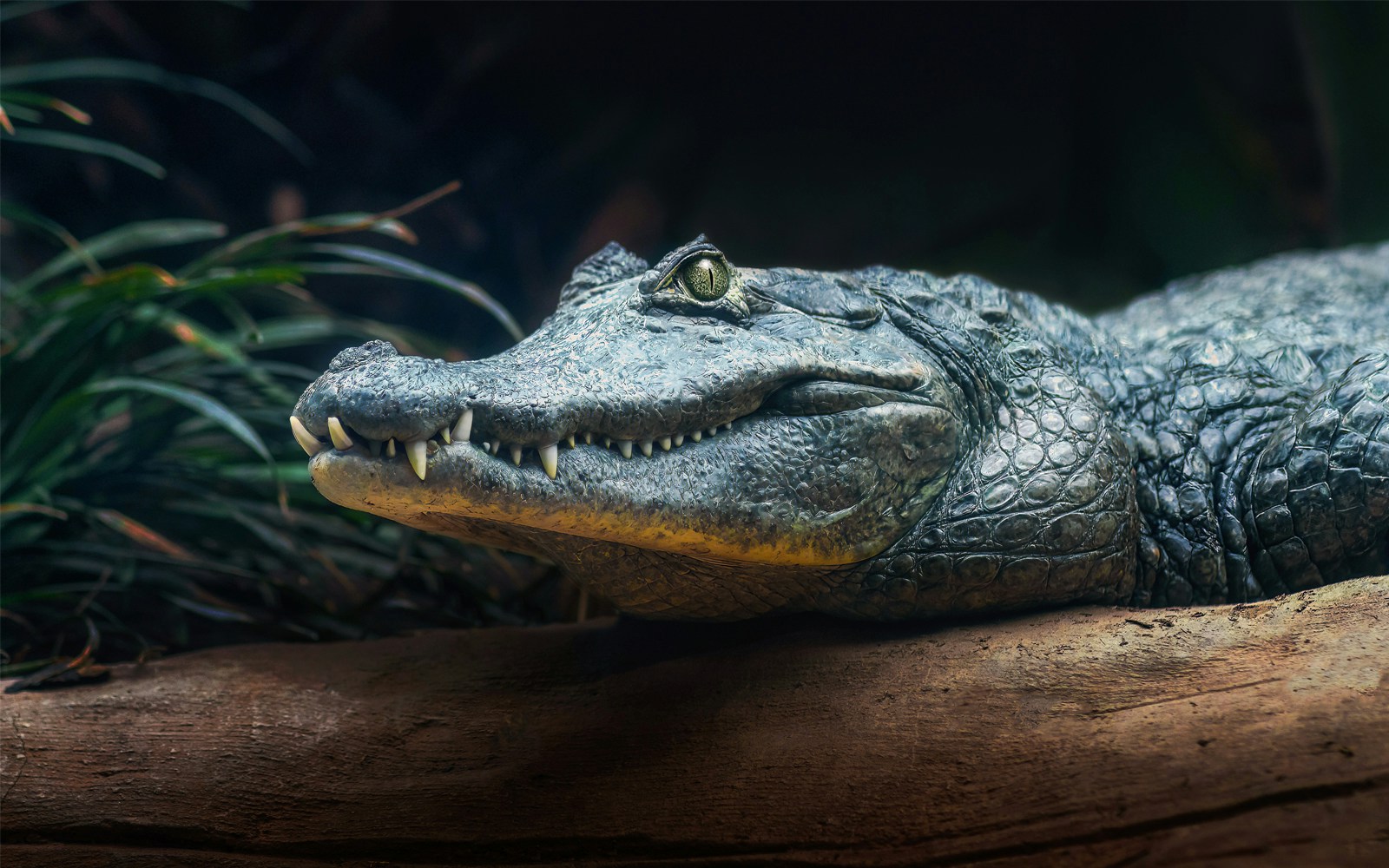 A detailed close-up of a alligator lying on a log