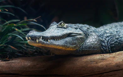 Alligator resting on a log in the Everglades during a night airboat tour.