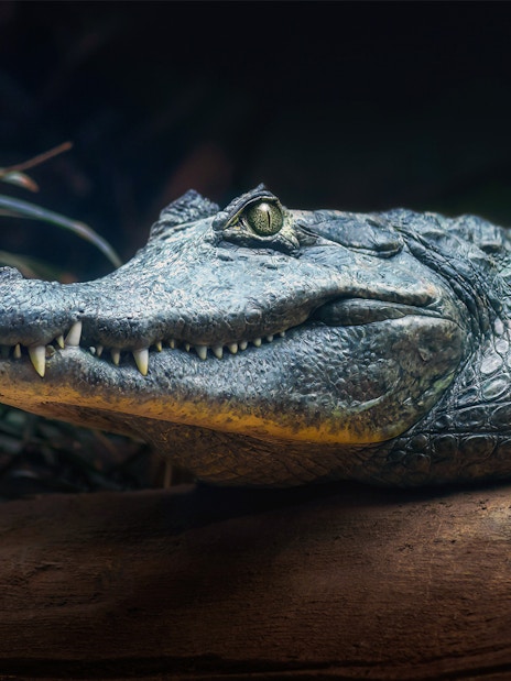 Alligator resting on a log in the Everglades during a night airboat tour.