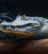 Exposición de cocodrilos y reptiles
