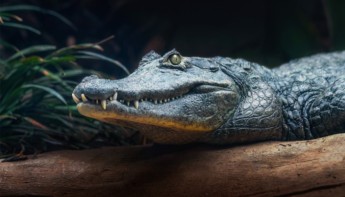Alligator resting on a log in the Everglades during a night airboat tour.