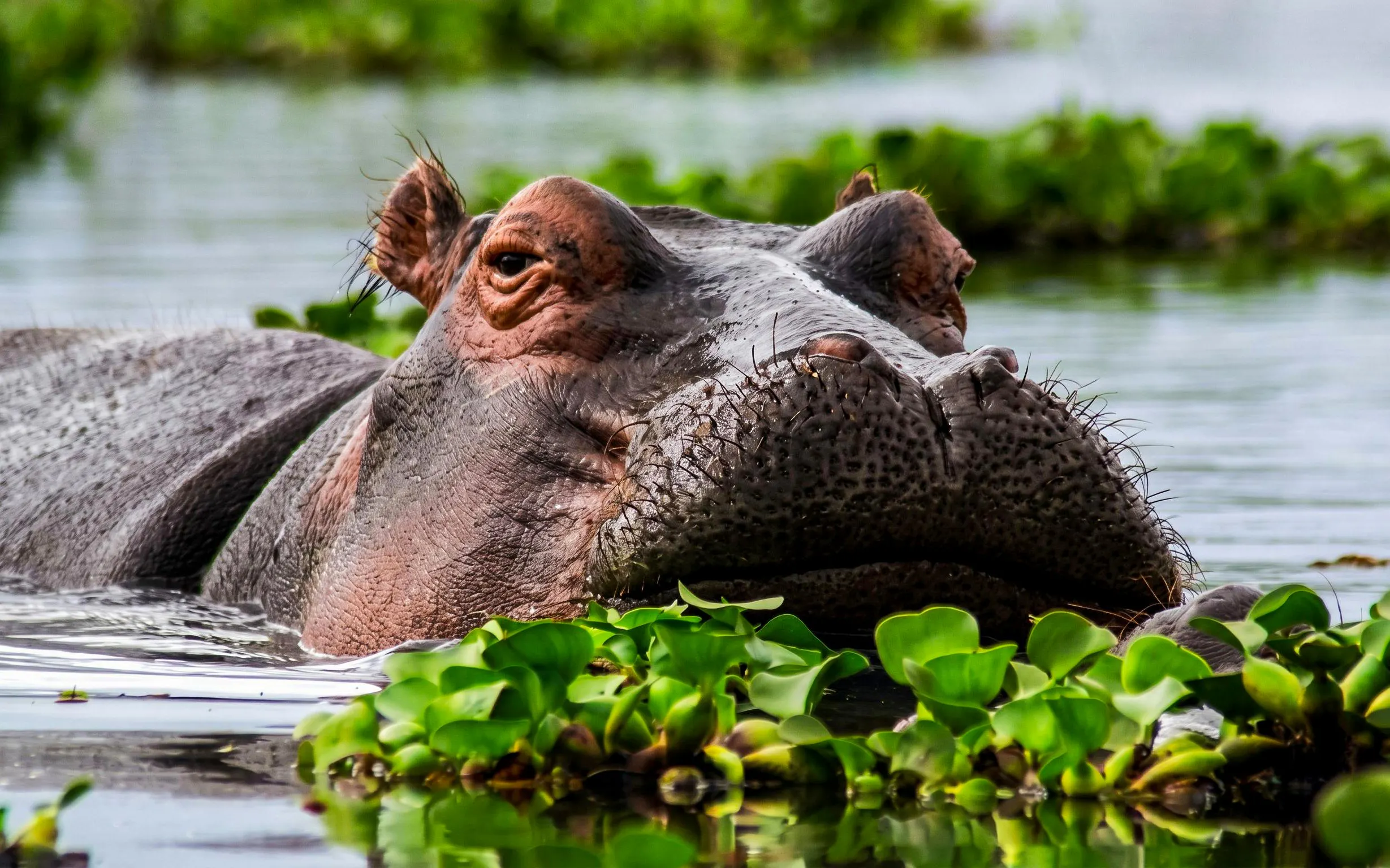 Hippo partially submerged in Lake Nakuru surrounded by greenery.