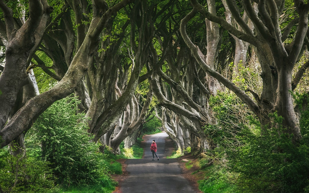 Alley of intertwined beech trees at Dark Hedges, Ireland.