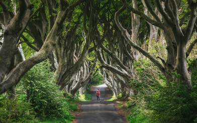 Alley of intertwined beech trees at Dark Hedges, Ireland.