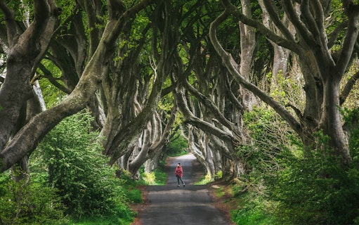 Alley of intertwined beech trees at Dark Hedges, Ireland.