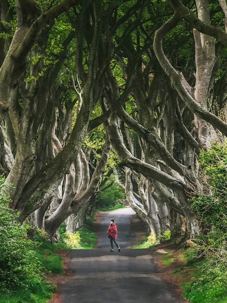 Alley of intertwined beech trees at Dark Hedges, Ireland.