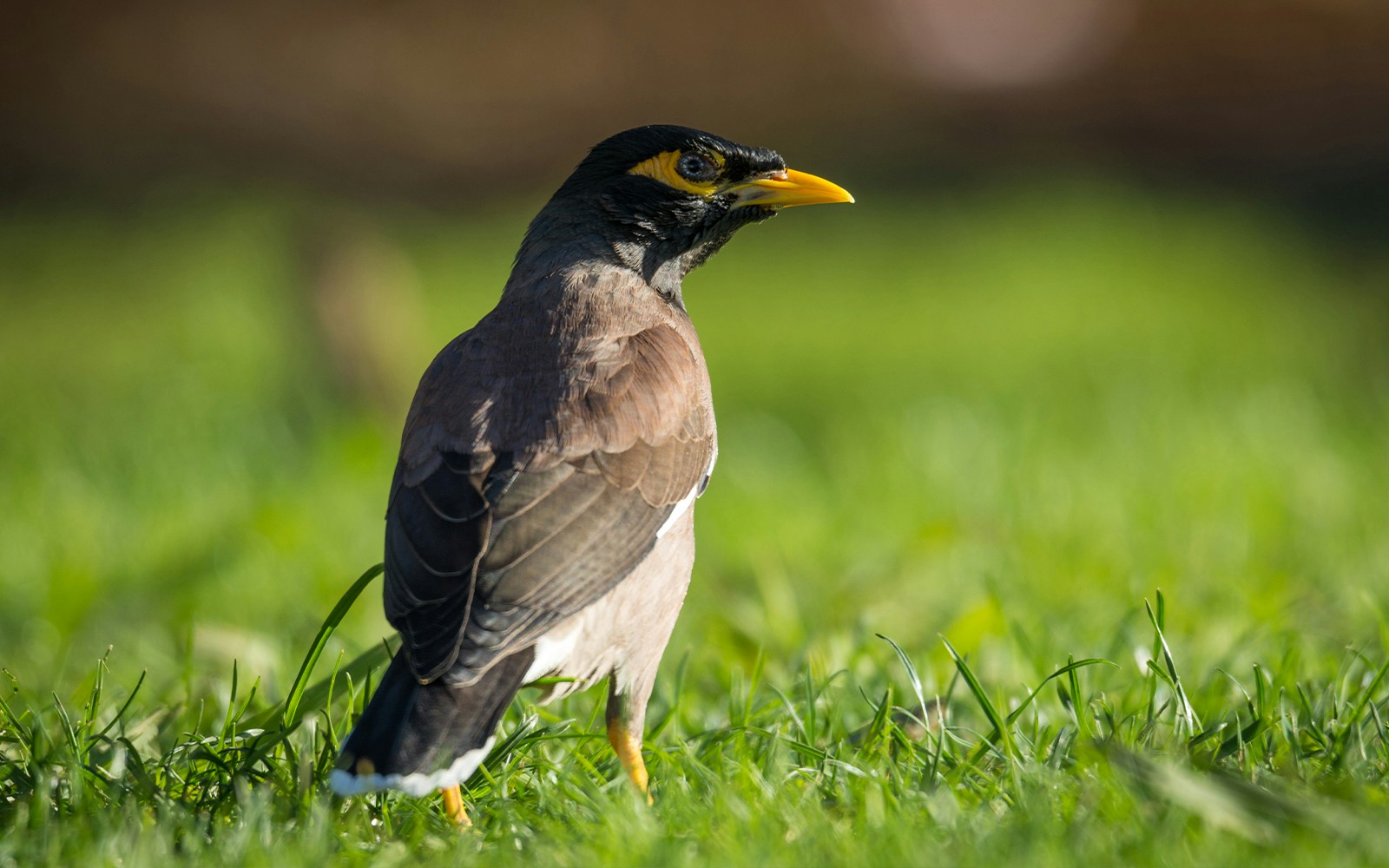 Common Mynah bird standing on grass.