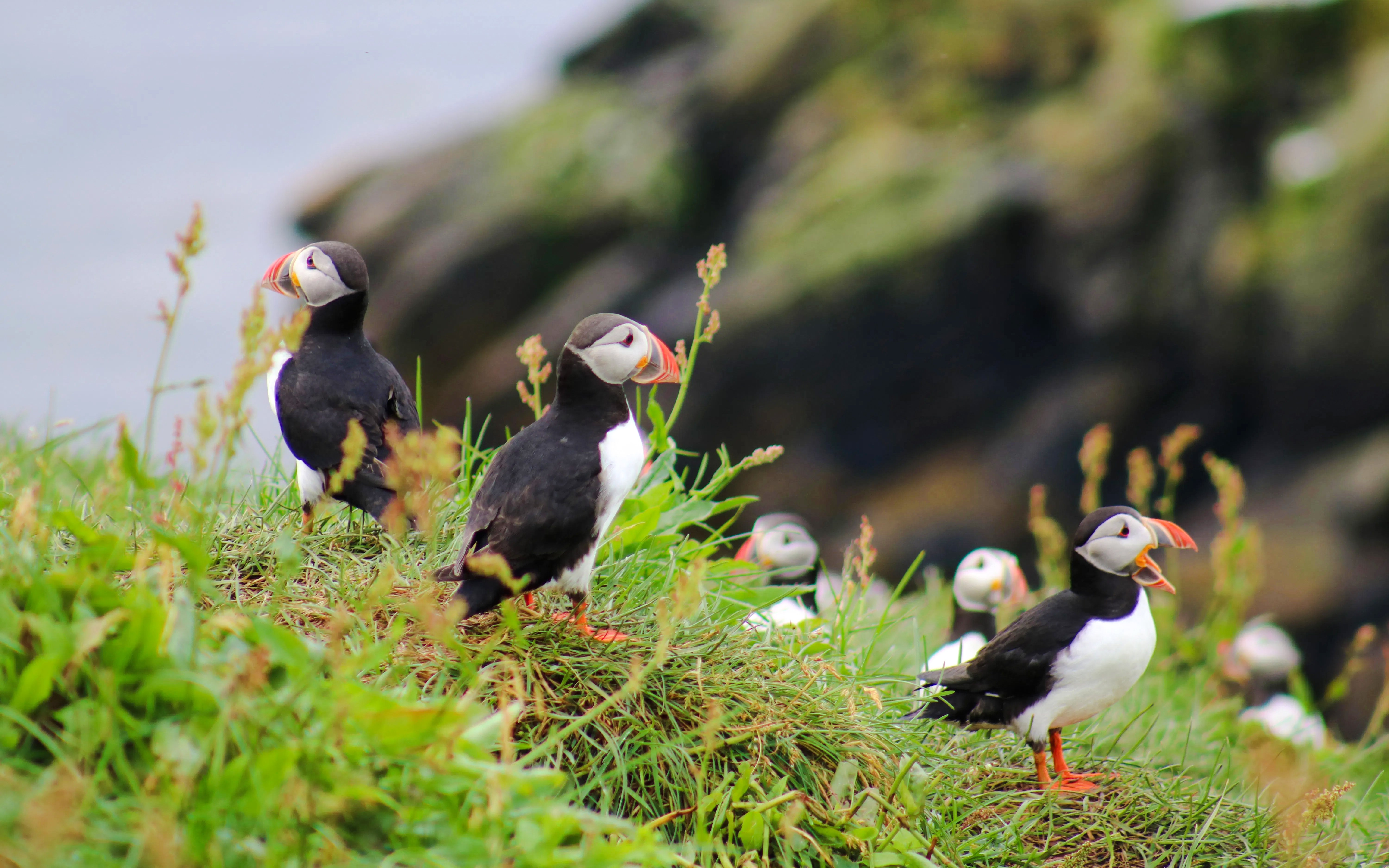 Puffins on grassy cliff during Reykjavik RIB speedboat tour.