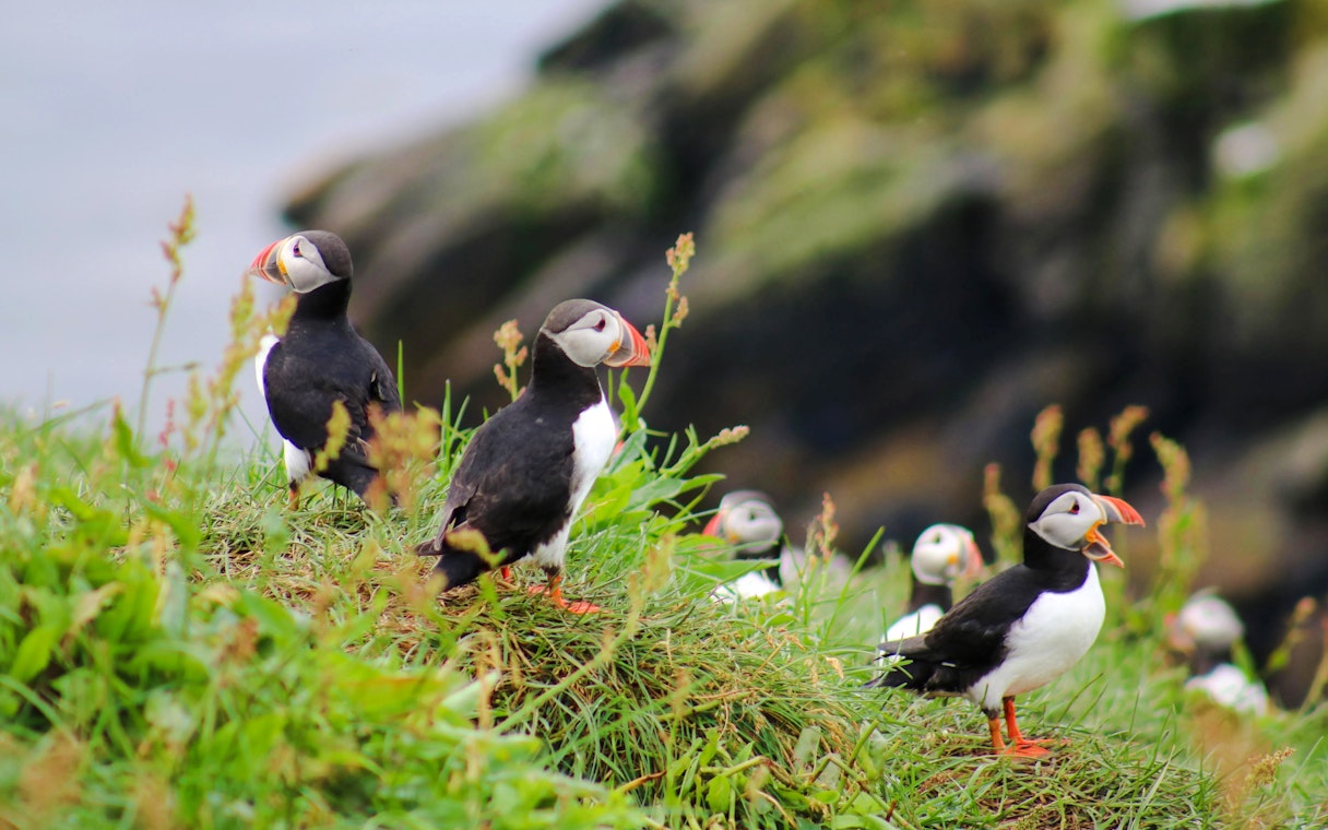 Puffins on grassy cliff during Reykjavik RIB speedboat tour.