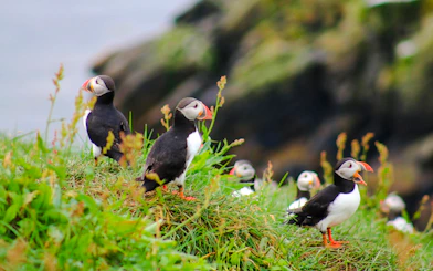 Puffins on grassy cliff during Reykjavik RIB speedboat tour.