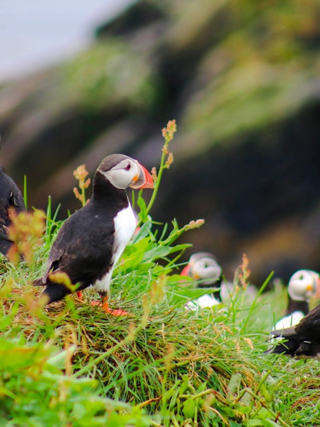 Puffins on grassy cliff during Reykjavik RIB speedboat tour.
