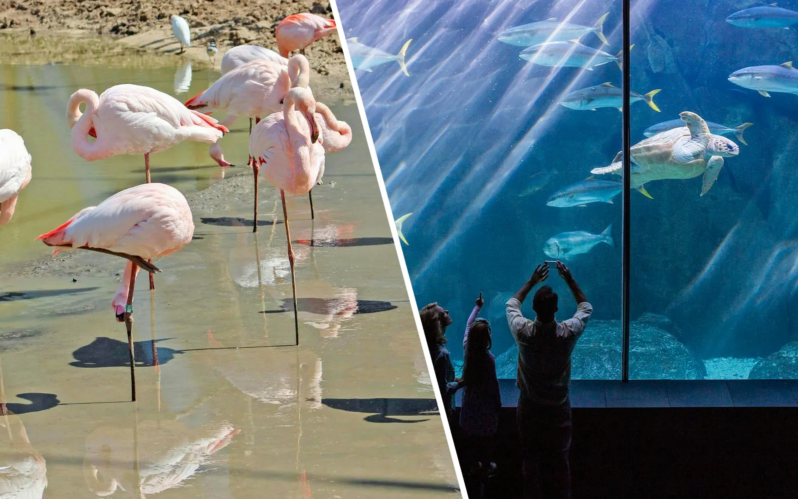 Flamingos wading in water and visitors viewing marine life at Paris Zoo.