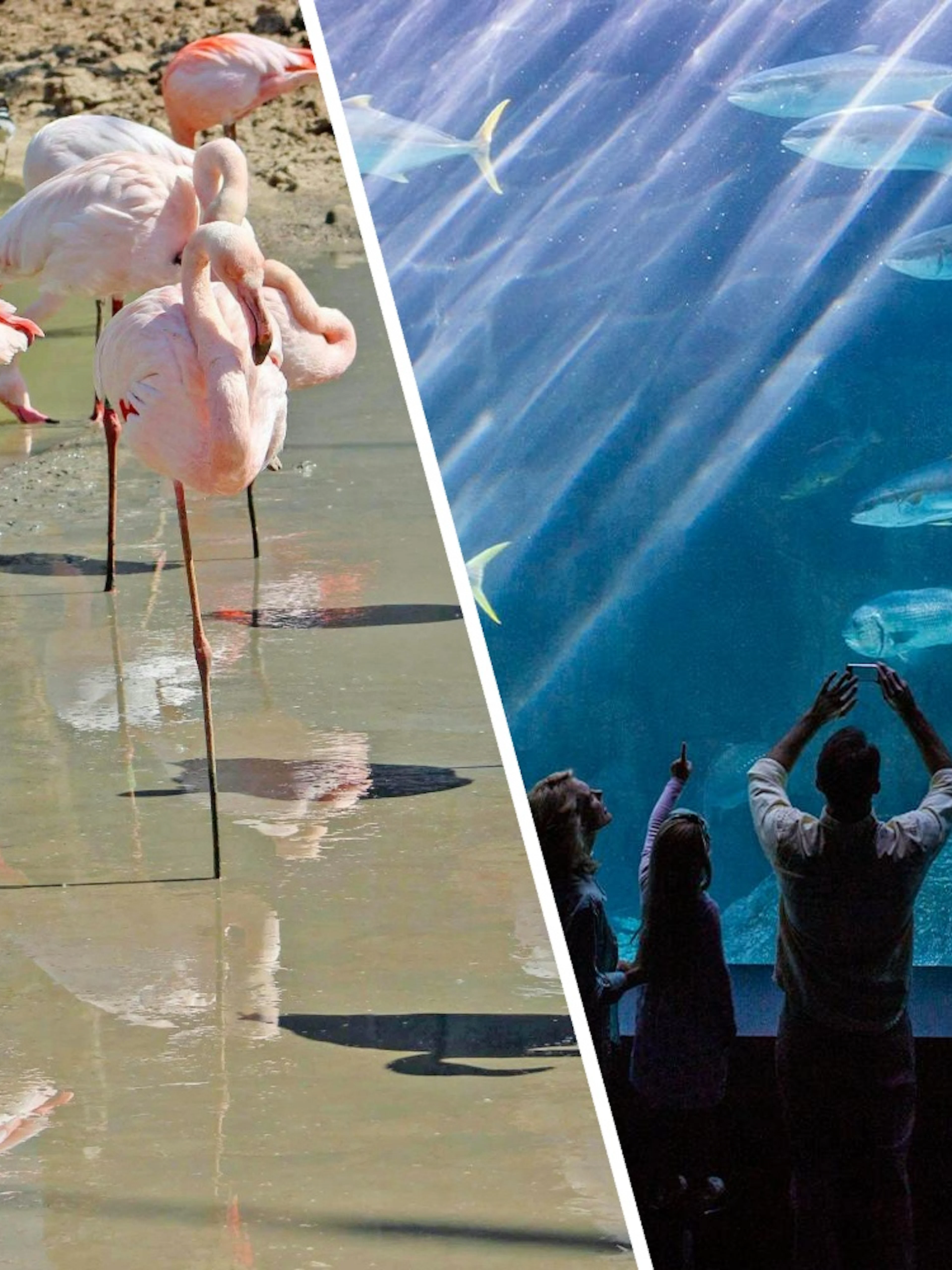 Flamingos wading in water and visitors viewing marine life at Paris Zoo.