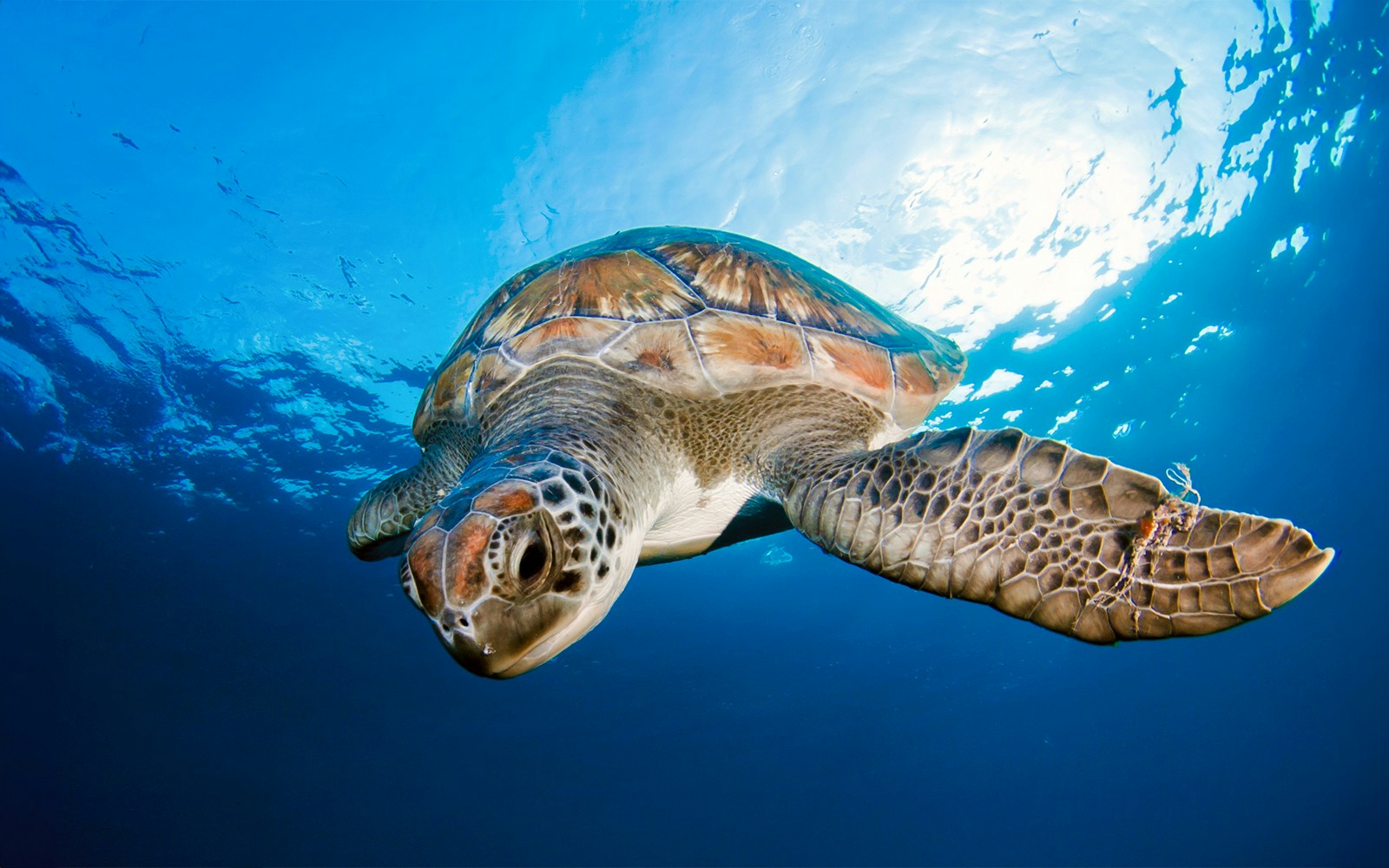 Green turtle swimming in clear ocean waters near coral reef.