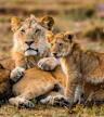 Safari