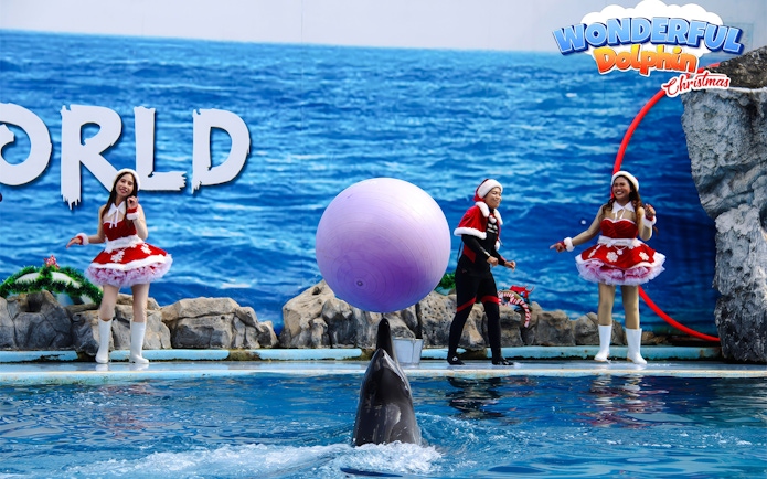 Dolphin balancing a colorful ball at a marine park show with performers in festive attire.