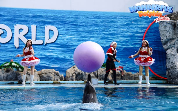 Dolphin balancing a colorful ball at a marine park show with performers in festive attire.