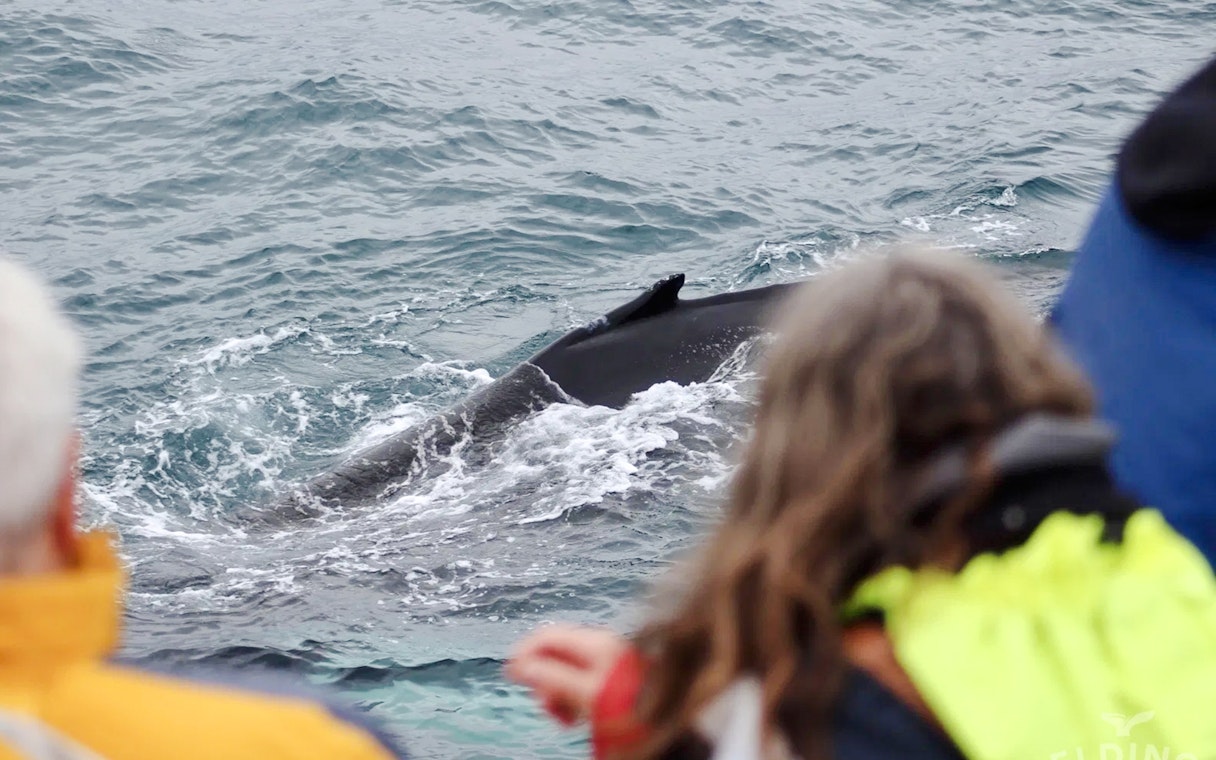 Guests observing a whale surfacing near the cruise.