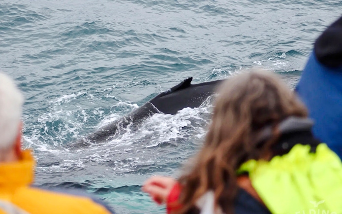 Guests observing a whale surfacing near the cruise.