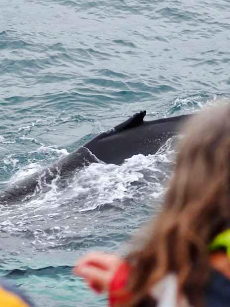 Guests observing a whale surfacing near the cruise.