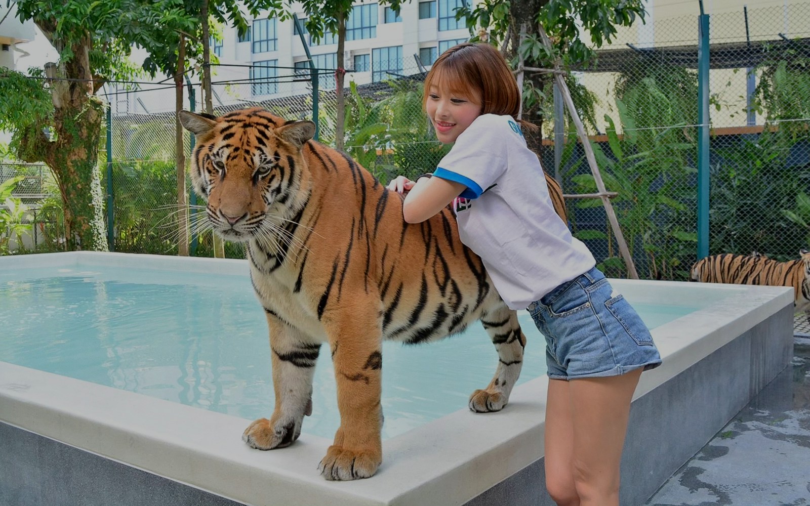 Tiger Park Phuket Tickets