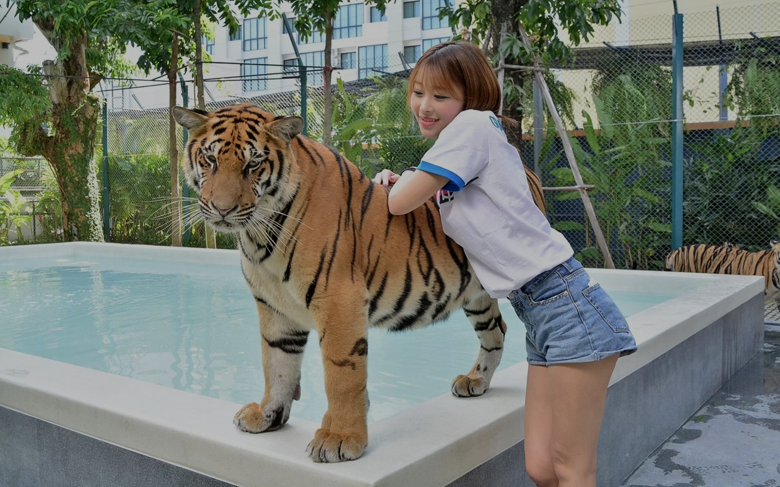 Tiger Park Phuket Tickets