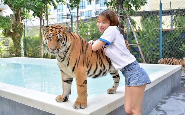 Thai tourist with tiger at Tiger Park Pattaya near a pool.