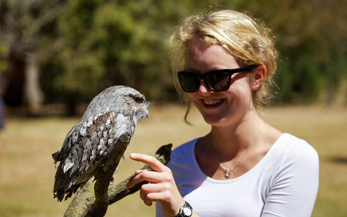 Person interacting with a tawny frogmouth bird during Port Arthur tour.