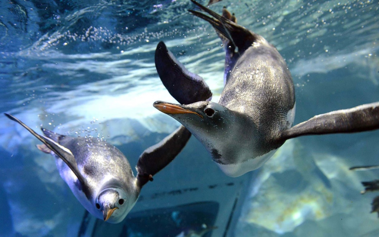 Penguins swimming underwater at Penguin Ice Playground Sea Life exhibit.