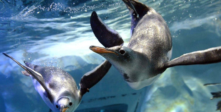 SEA LIFE Bangkok Tickets