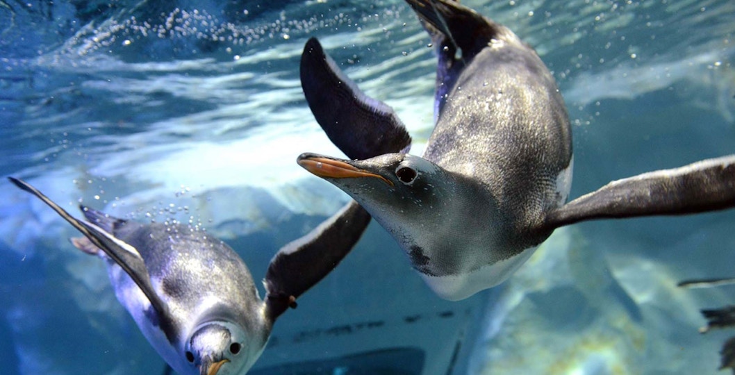 SEA LIFE Bangkok Tickets