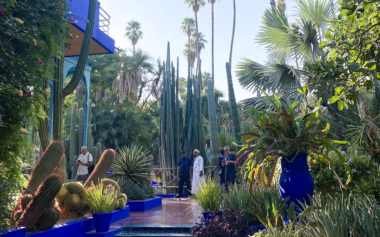 Jardin Majorelle garden with tall cacti, vibrant blue accents, and visitors exploring the lush landscape.