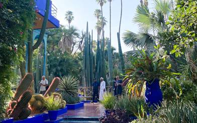 Jardin Majorelle garden with tall cacti, vibrant blue accents, and visitors exploring the lush landscape.