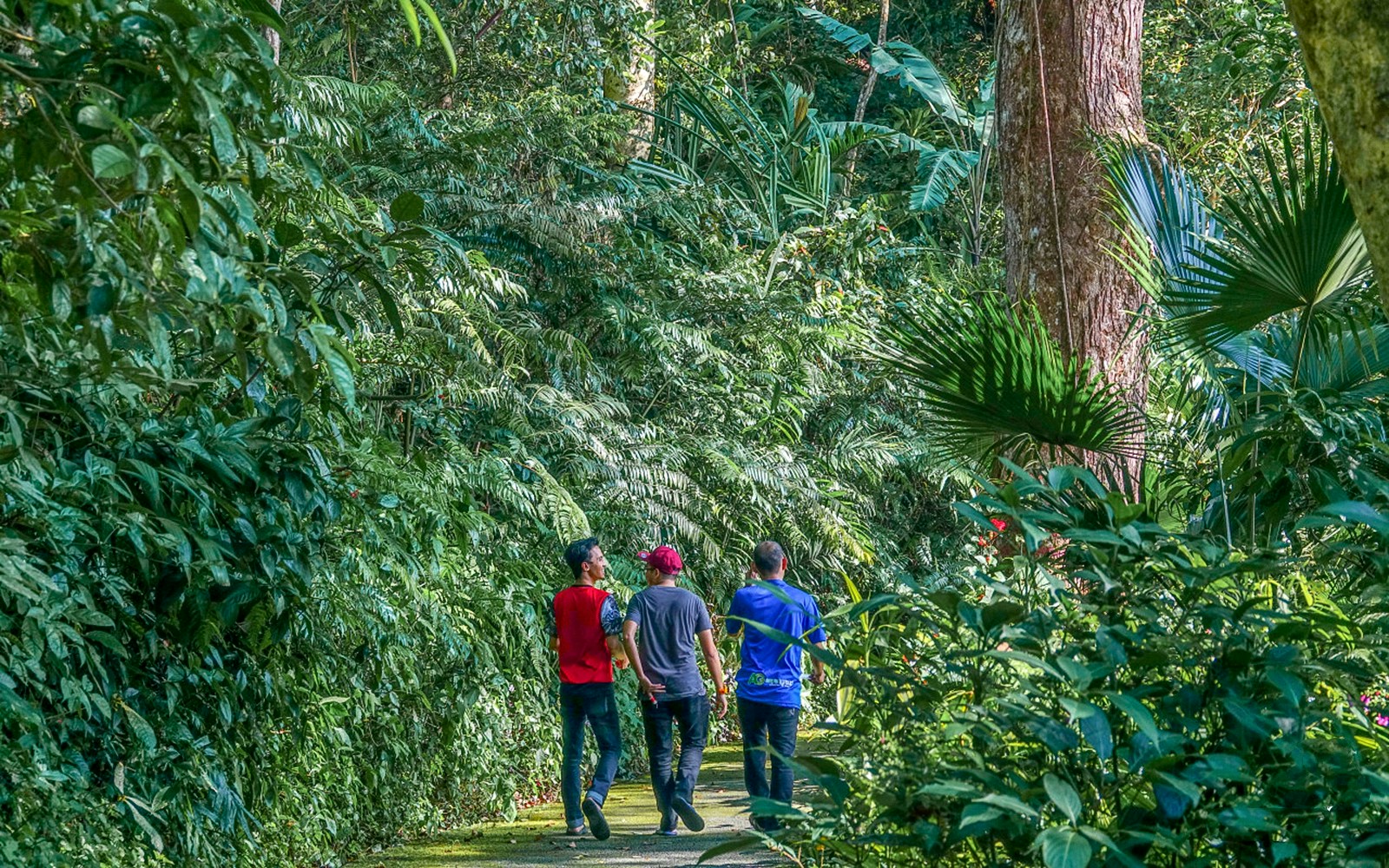 Conquer tree-top walks