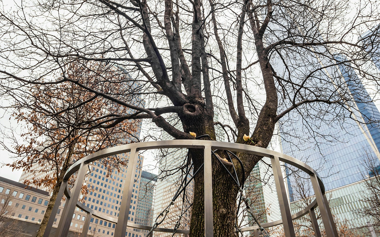 The Survibor Tree in a protected fenced circular area