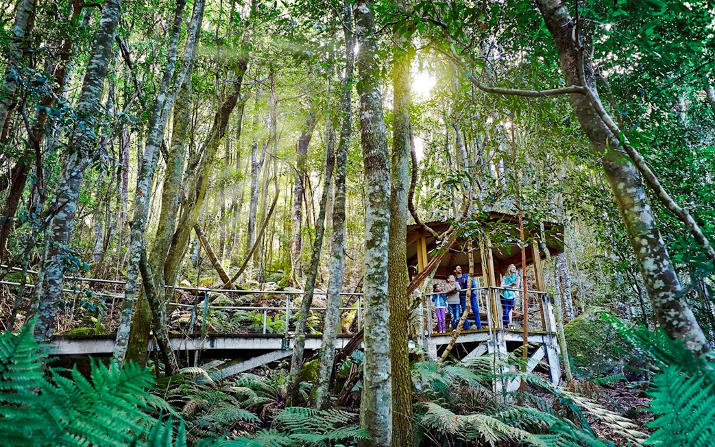 Visitors on a Scenic Walkway through lush rainforest.