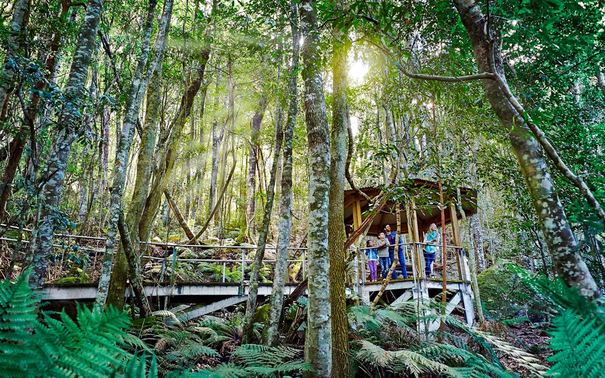 Visitors on a Scenic Walkway through lush rainforest.
