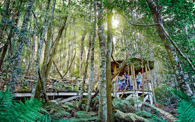 Visitors on a Scenic Walkway through lush rainforest.